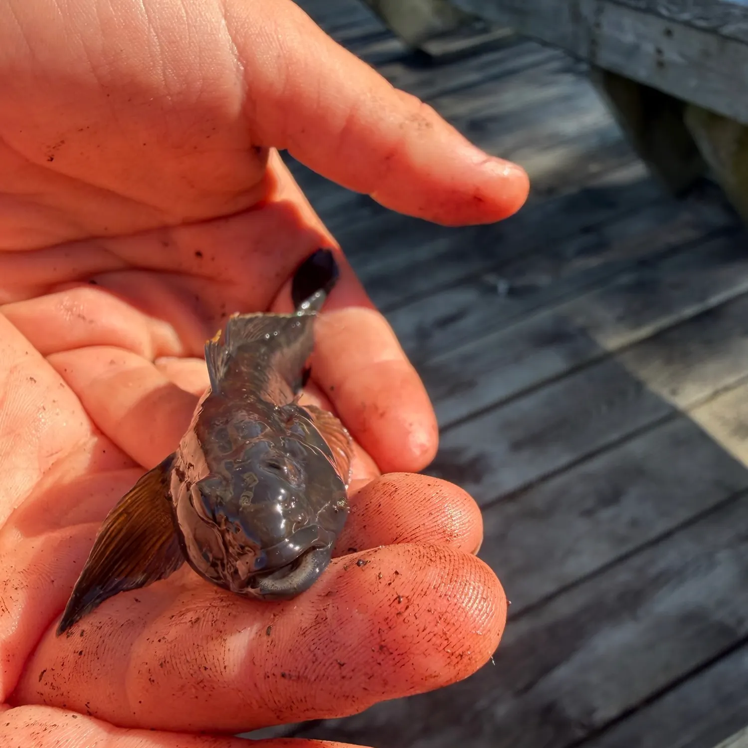 Round goby caught on Fishbrain