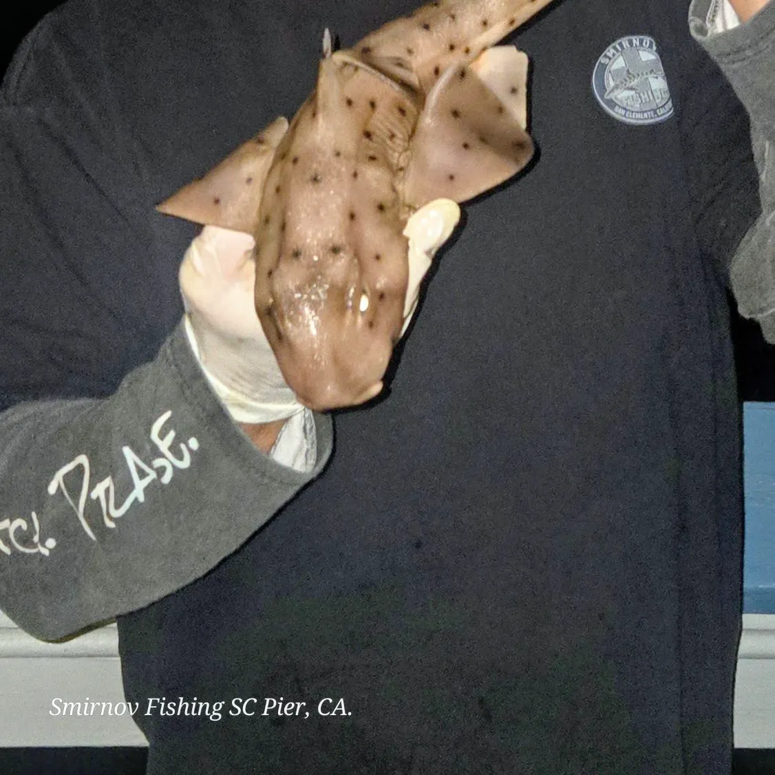 The most recent Horn shark catches on Fishbrain