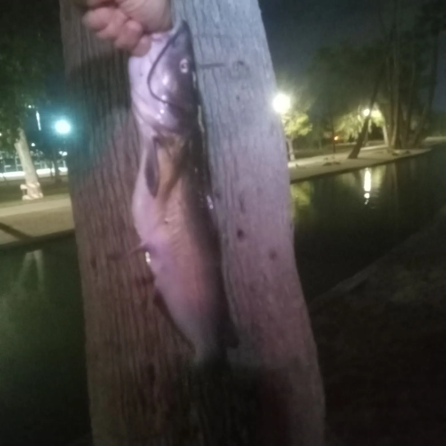 Channel catfish caught on Fishbrain