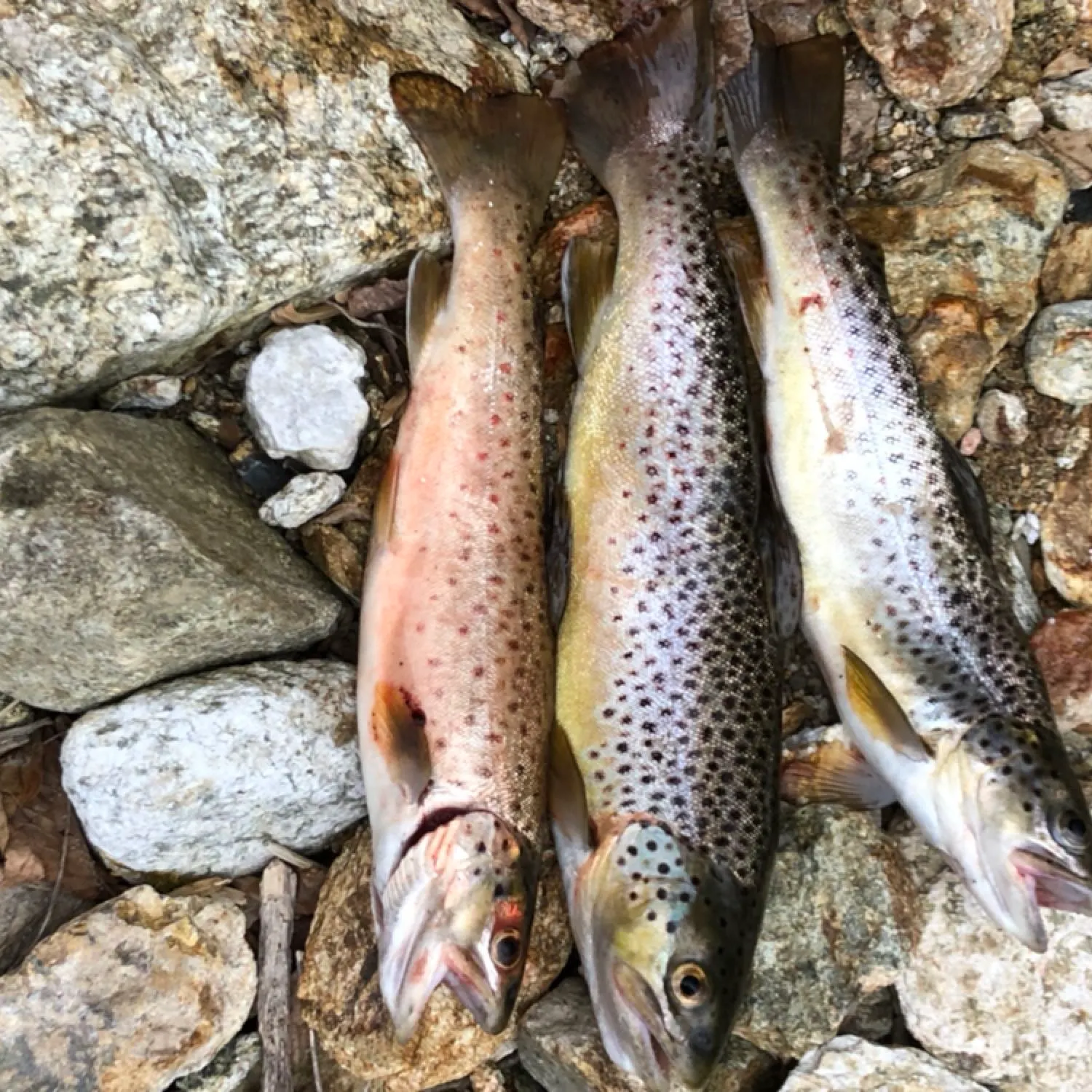 recently logged catches