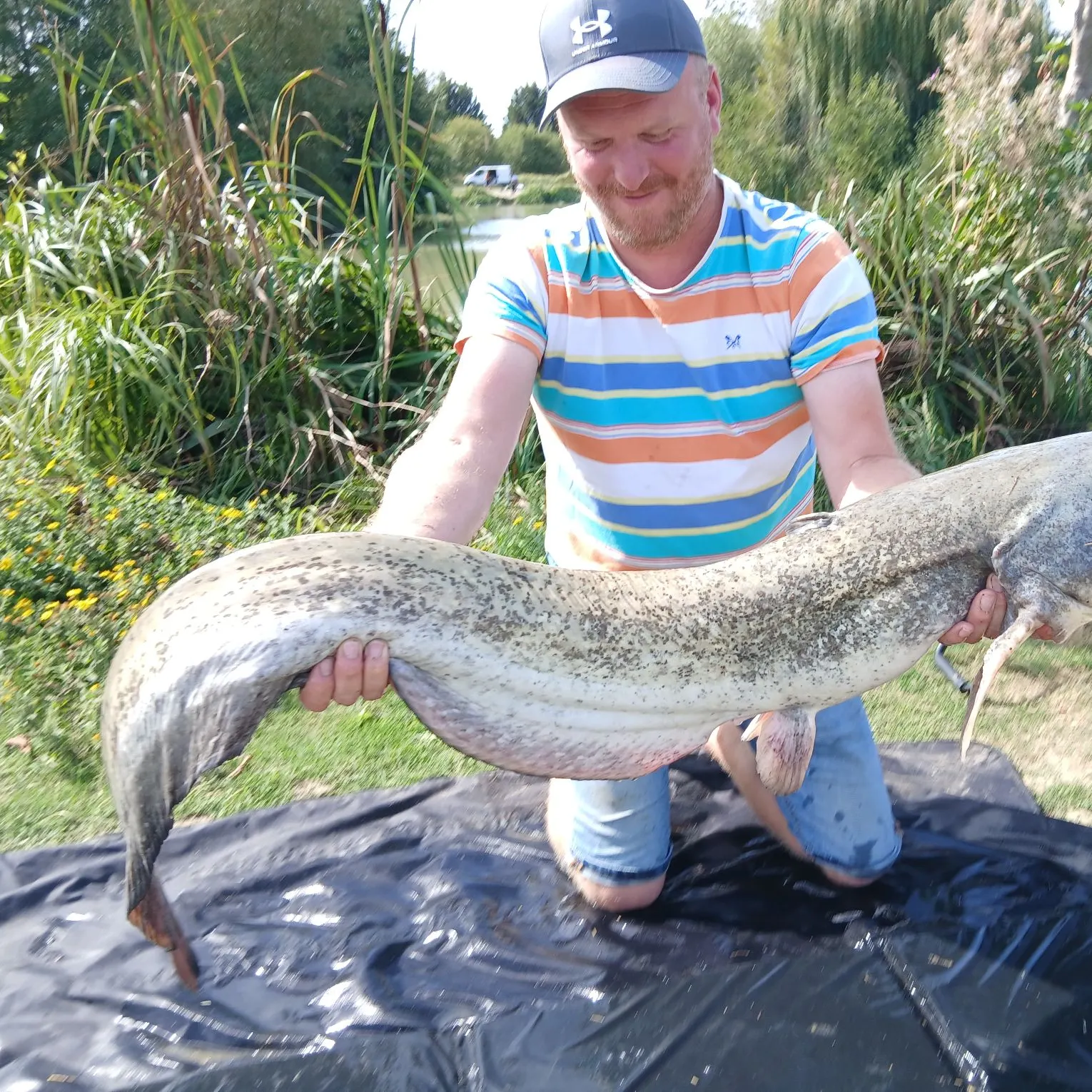 Wels catfish caught on Fishbrain