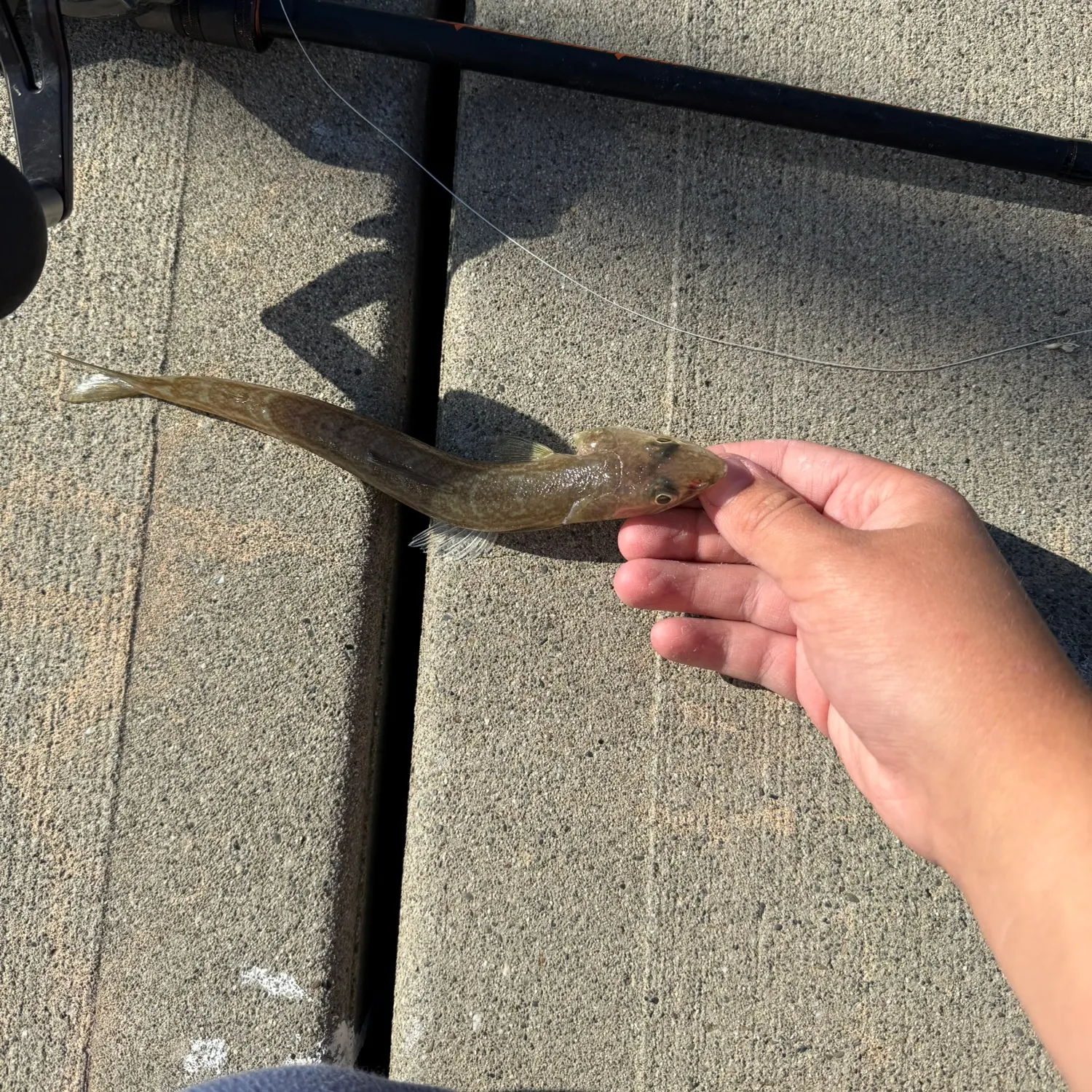 The most recent California lizardfish catches on Fishbrain