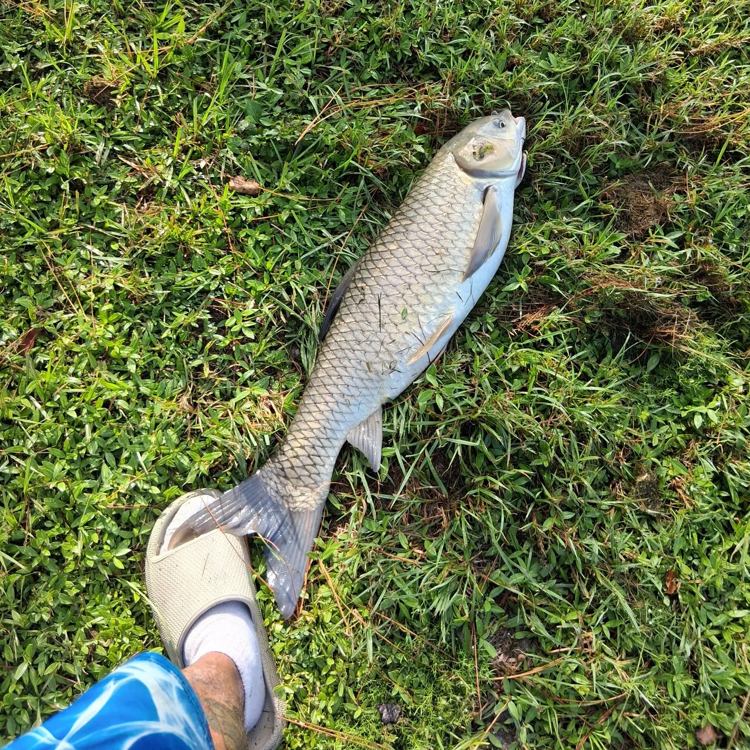 The most recent Grass carp catches on Fishbrain