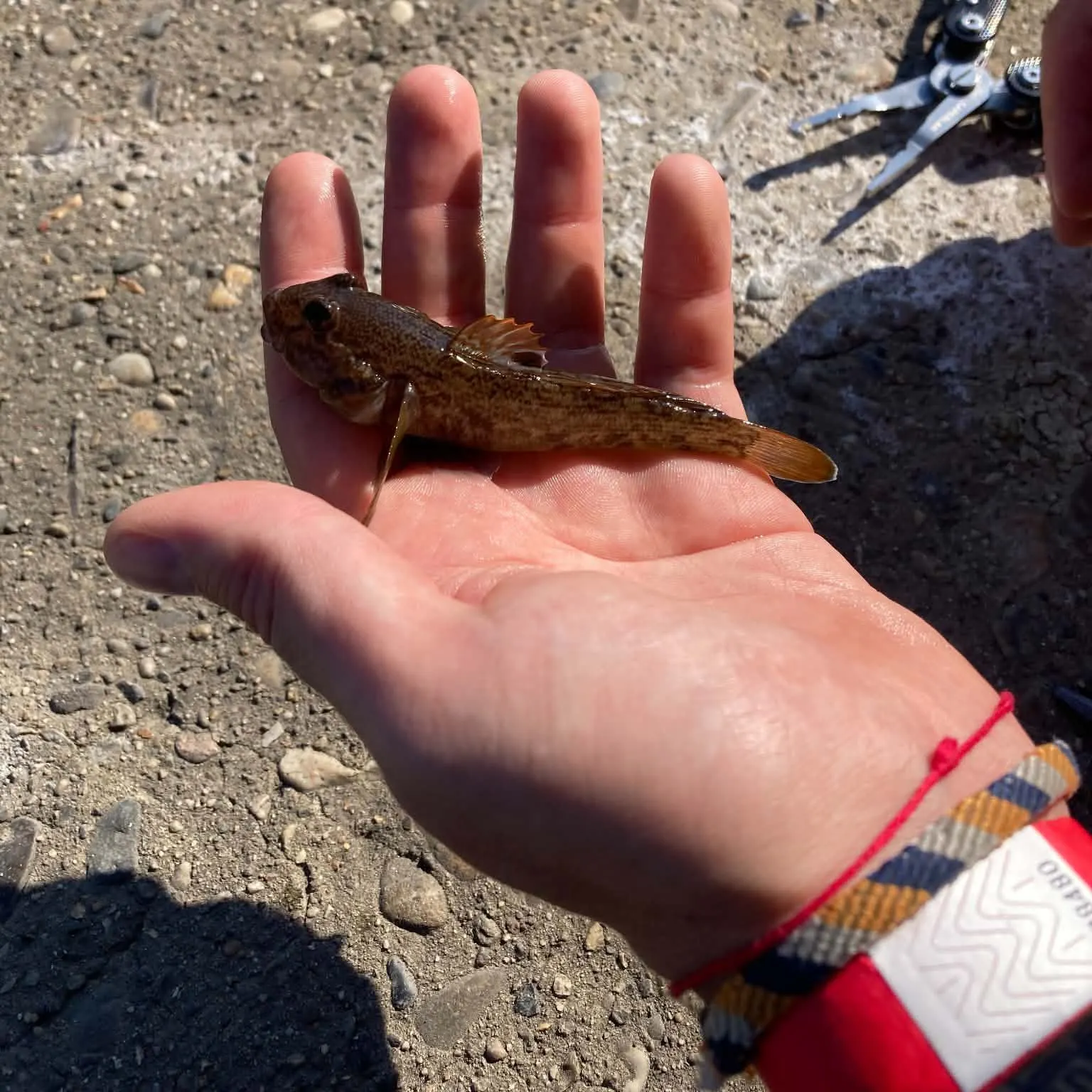 Round goby caught on Fishbrain