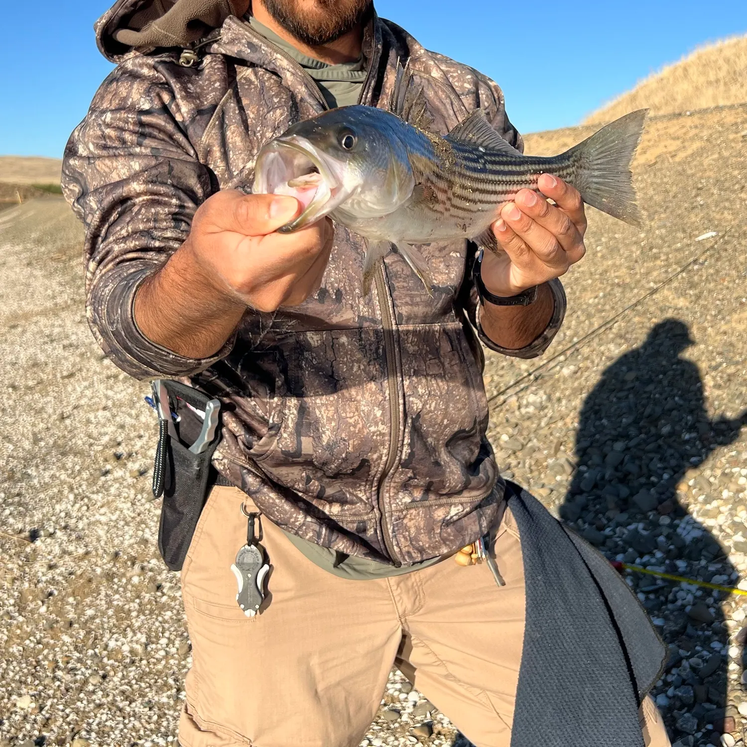 Striped bass caught on Fishbrain