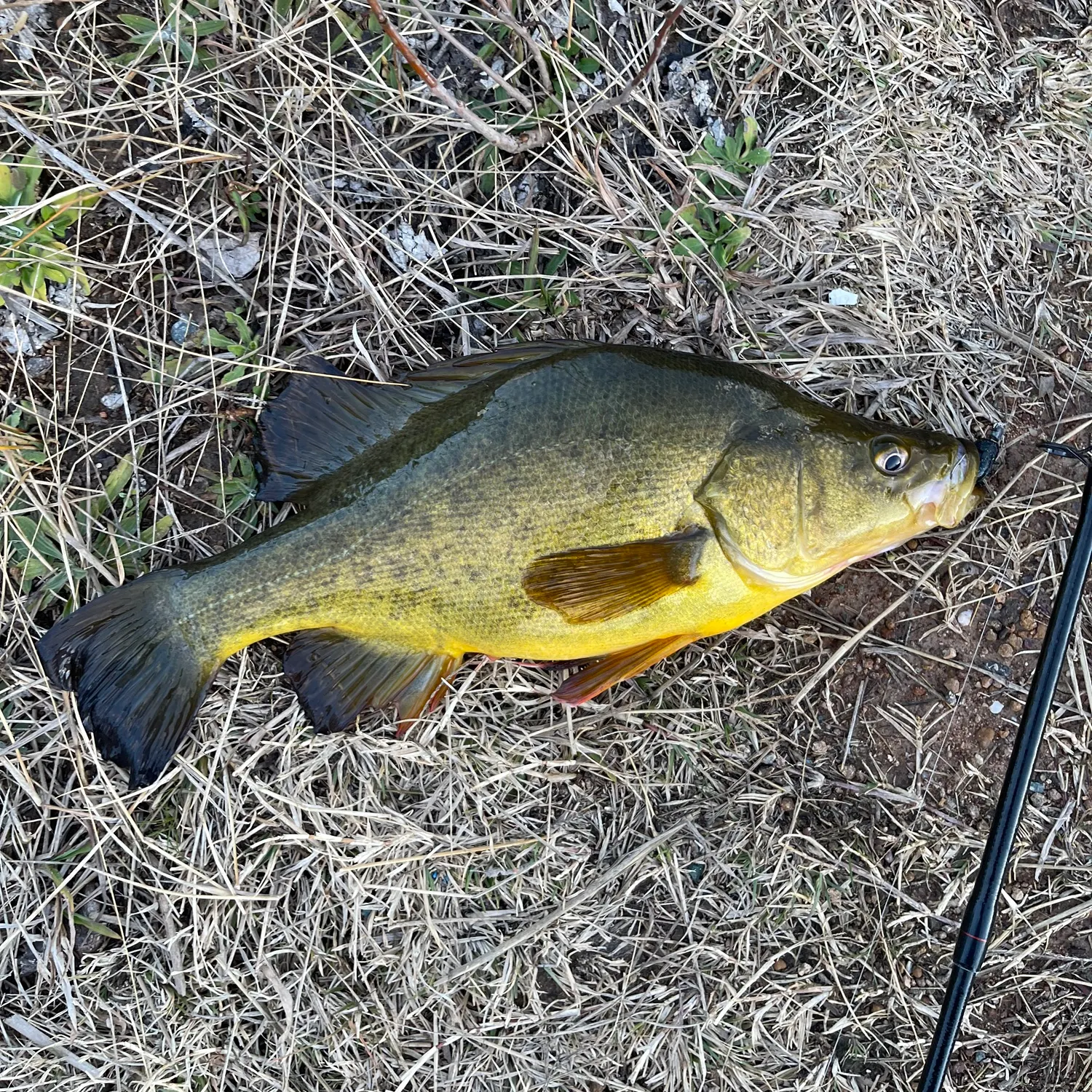 Golden perch caught on Fishbrain