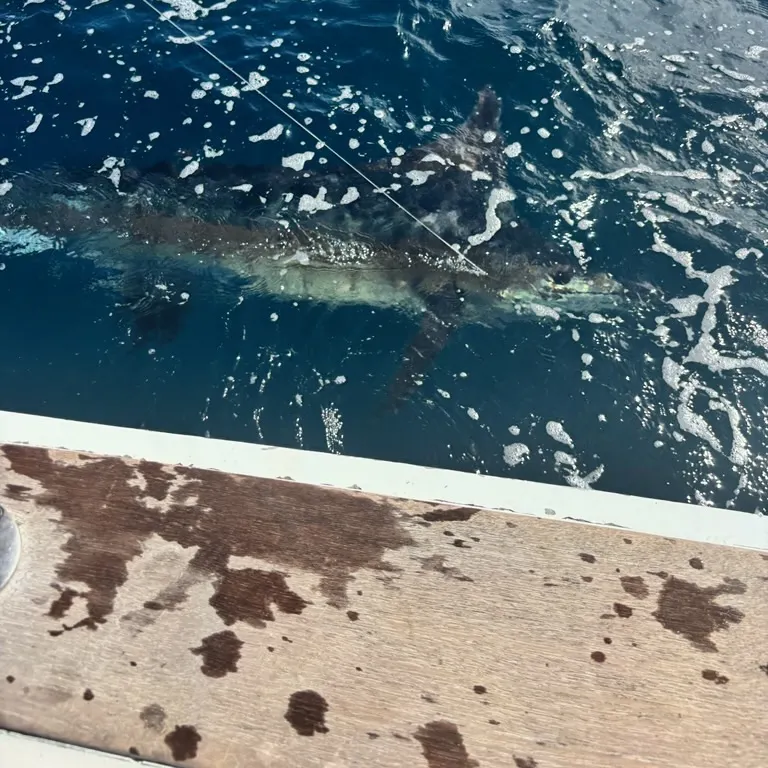 The most recent Atlantic blue marlin catches on Fishbrain