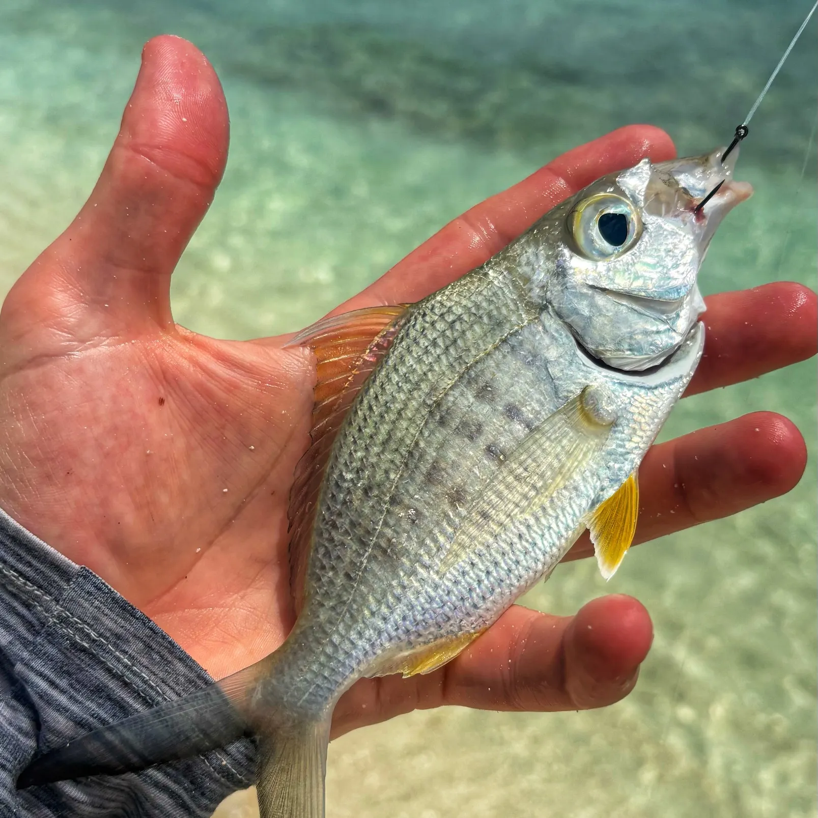 The most recent Yellowfin mojarra catches on Fishbrain