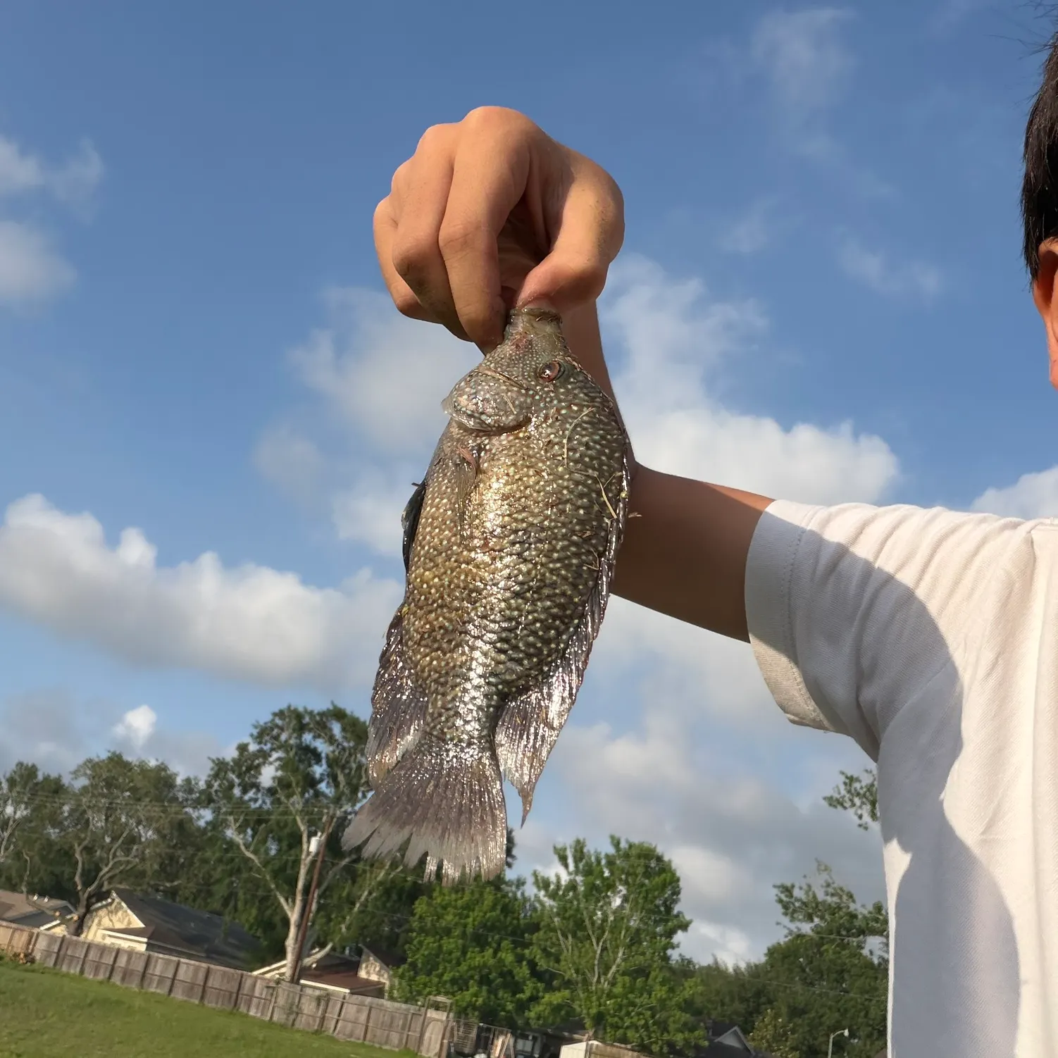 The most recent Rio Grande cichlid catches on Fishbrain