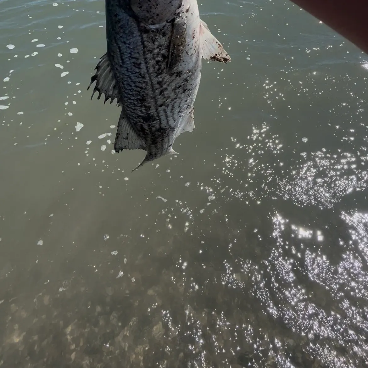 Striped bass caught on Fishbrain