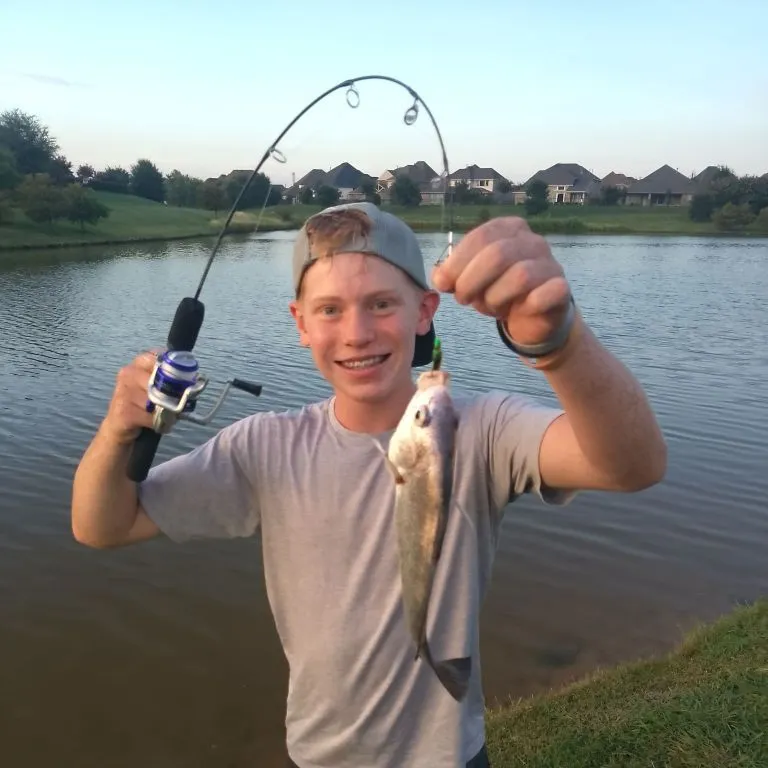 Freshwater drum caught on Fishbrain