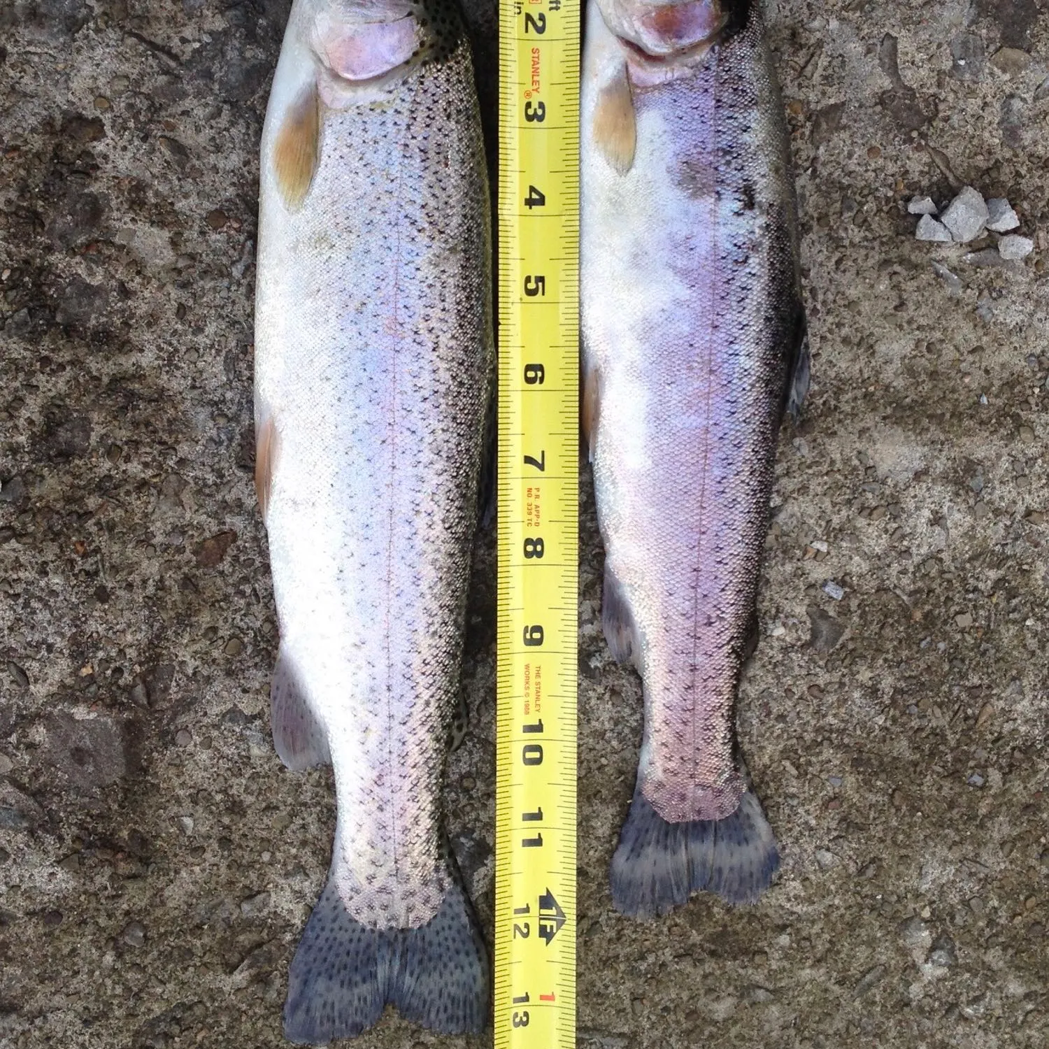 recently logged catches
