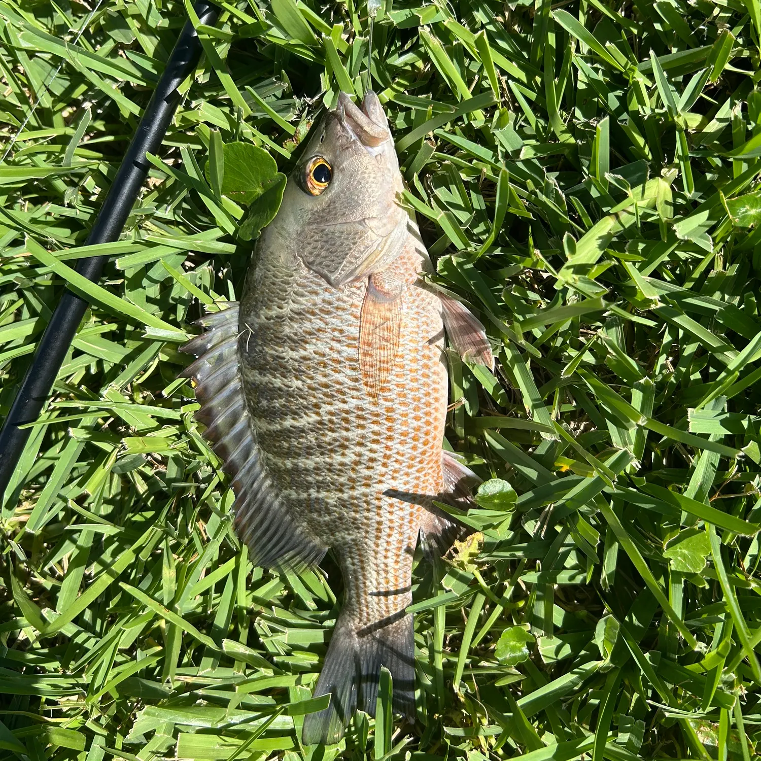 Mangrove snapper caught on Fishbrain