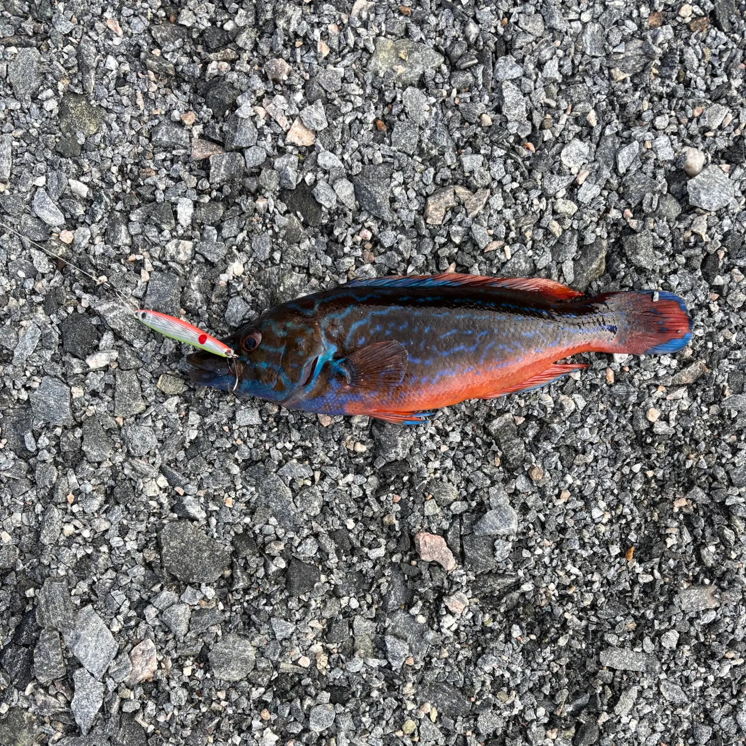 The most recent Cuckoo wrasse catches on Fishbrain