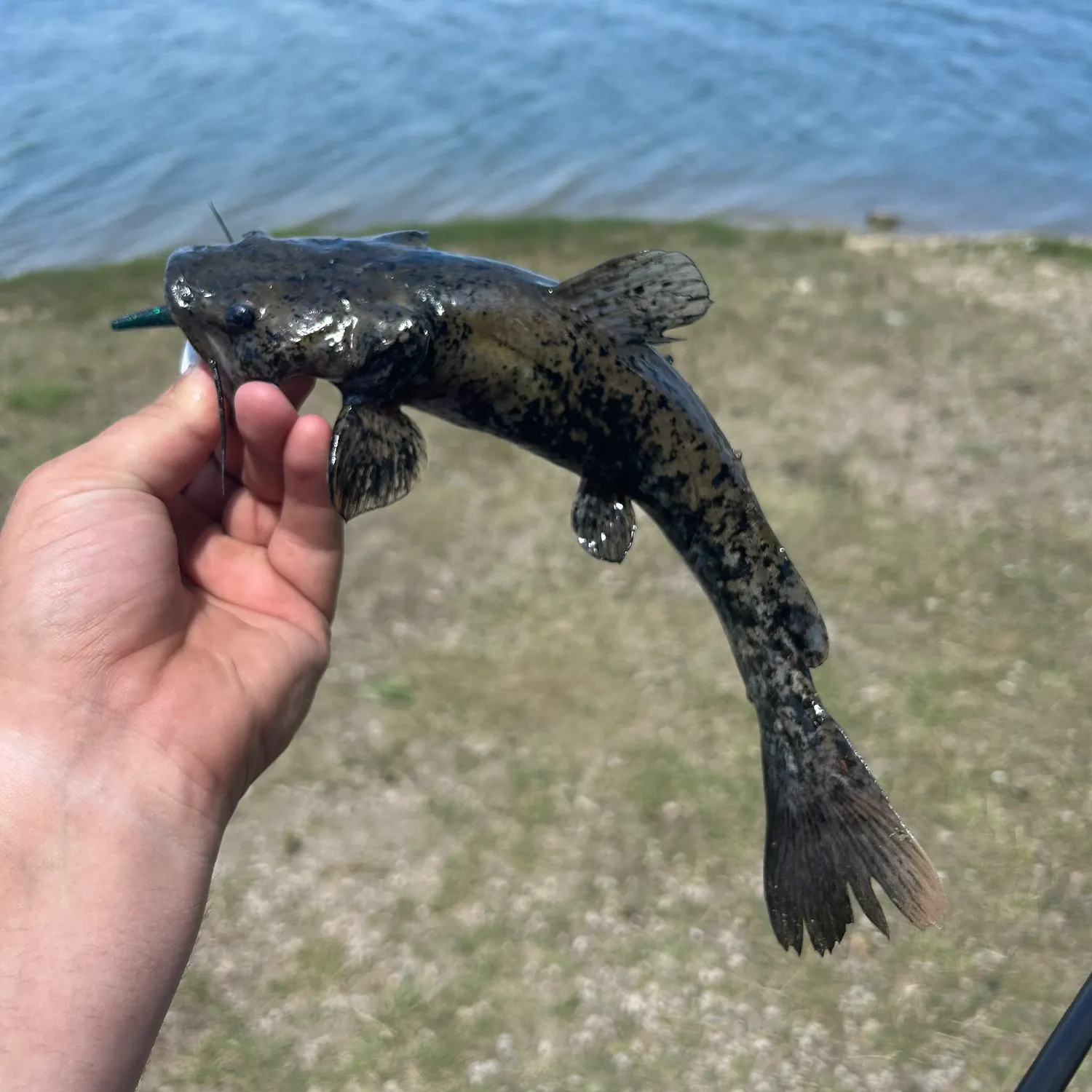 The most recent Flathead catfish catches on Fishbrain