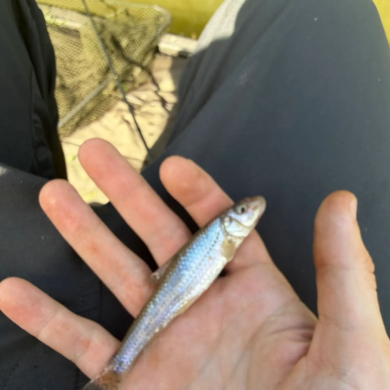 Gudgeon caught on Fishbrain
