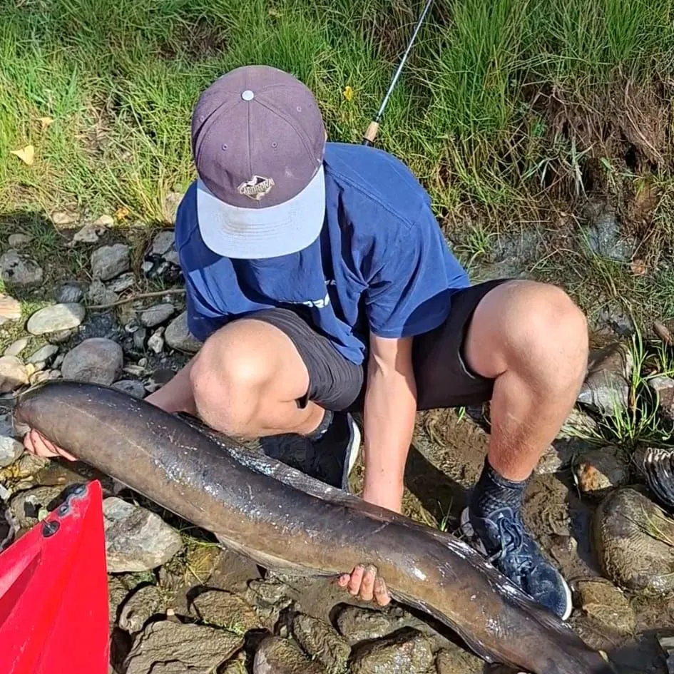 The most recent New Zealand longfin eel catches on Fishbrain