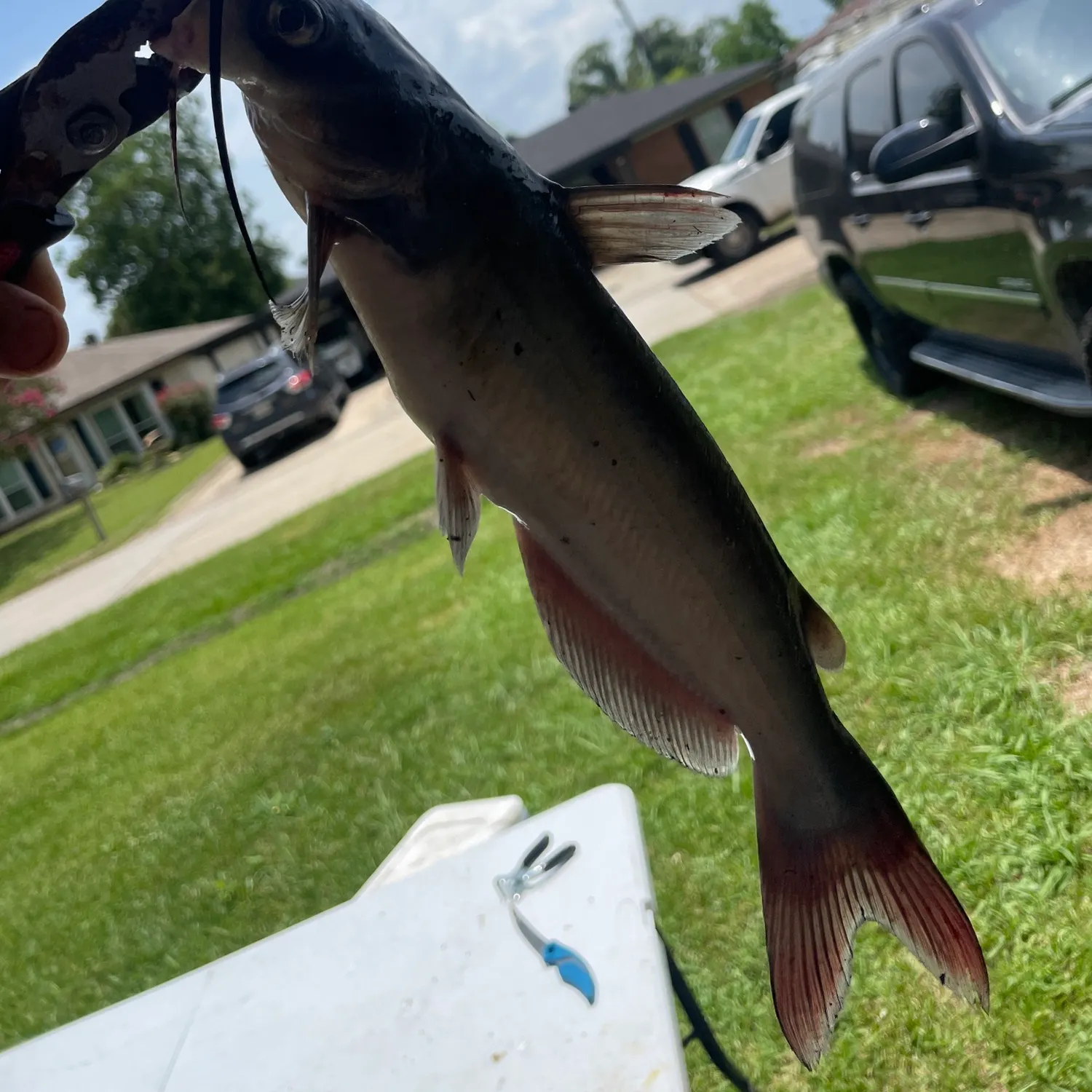 catch