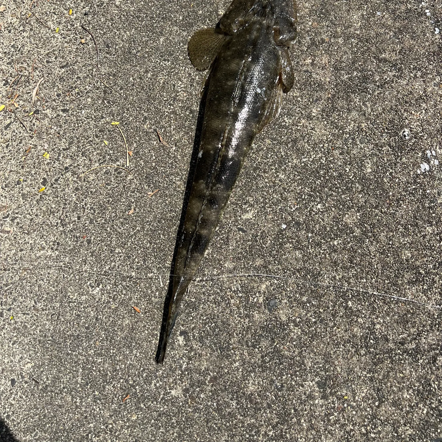 Fish caught on Fishbrain