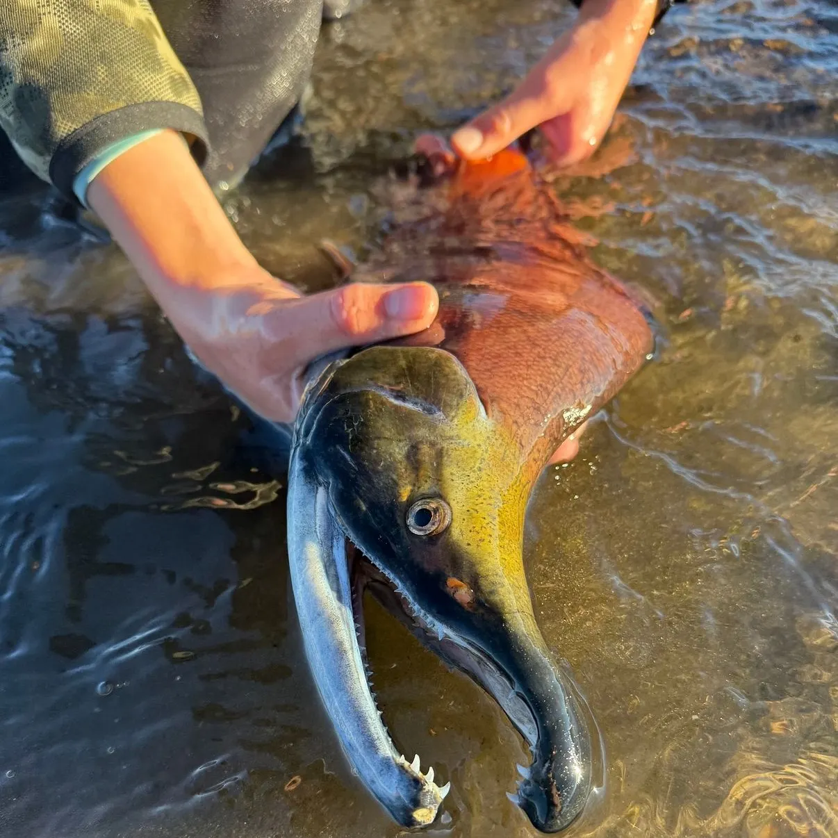 The most recent Kokanee salmon catches on Fishbrain