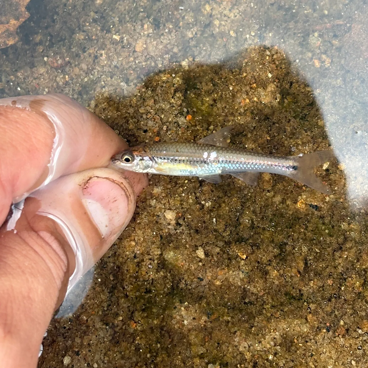 The most recent Rosyface chub catches on Fishbrain