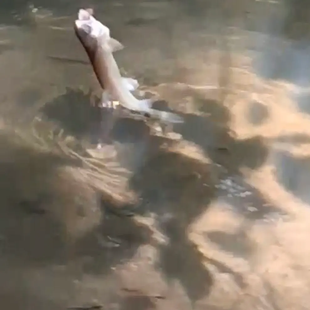 Rainbow trout caught on Fishbrain