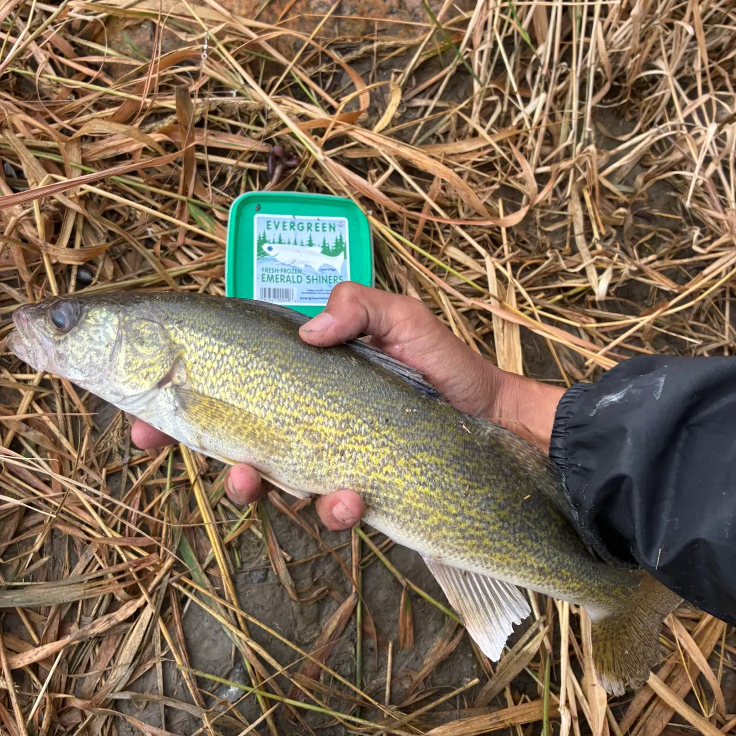 Walleye caught on Fishbrain