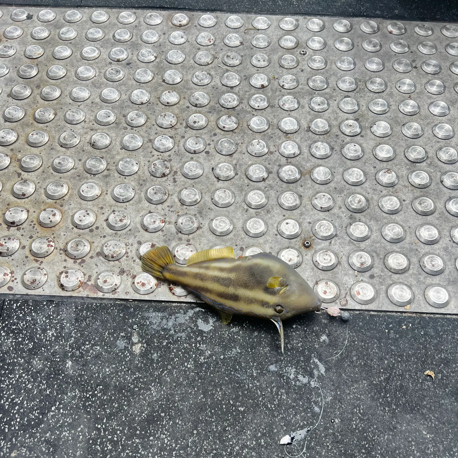 The most recent Yellowfin leatherjacket catches on Fishbrain