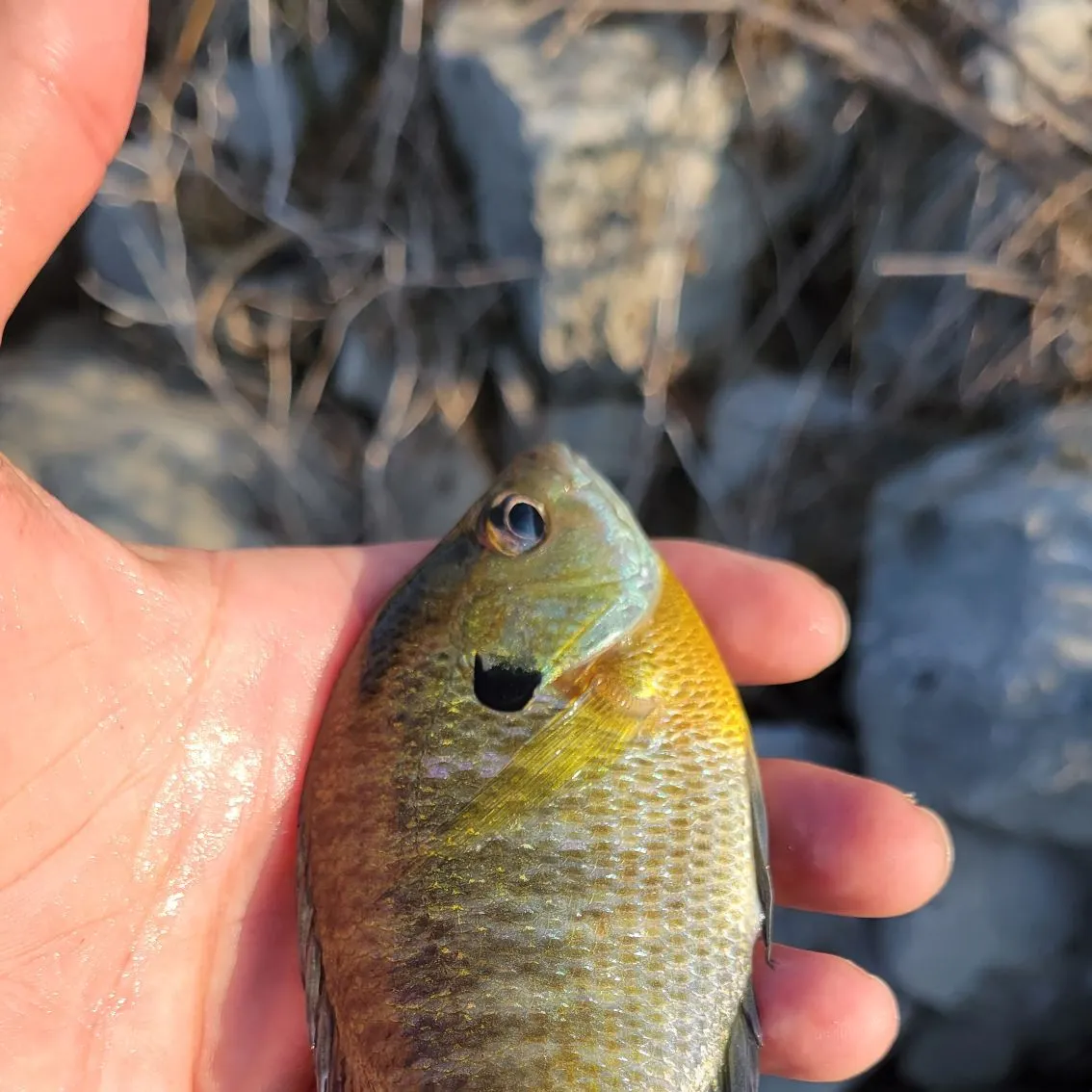 Bluegill caught on Fishbrain