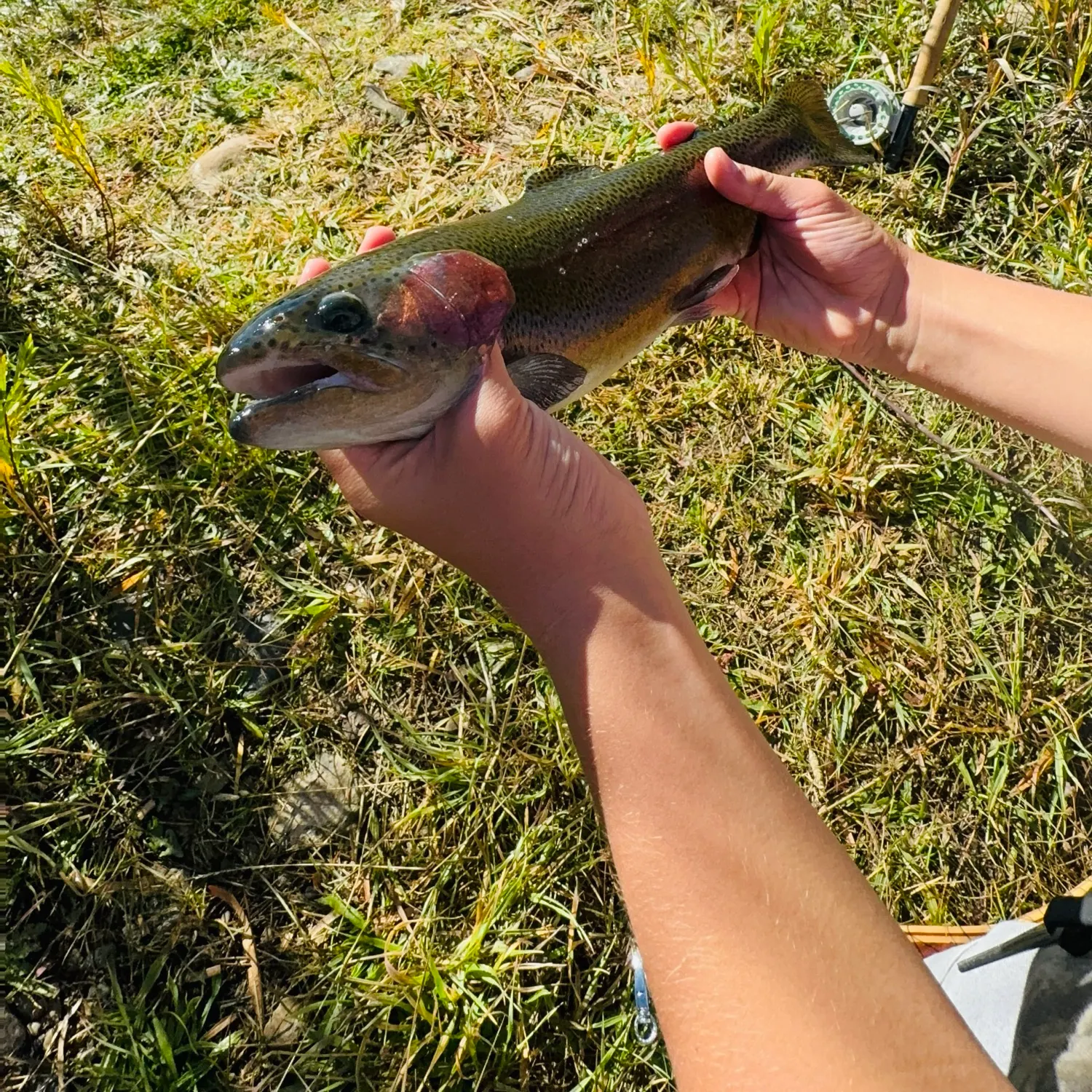 Cutthroat trout caught on Fishbrain
