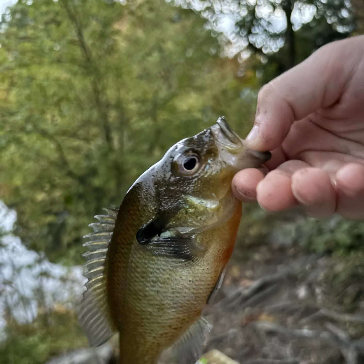 Bluegill caught on Fishbrain