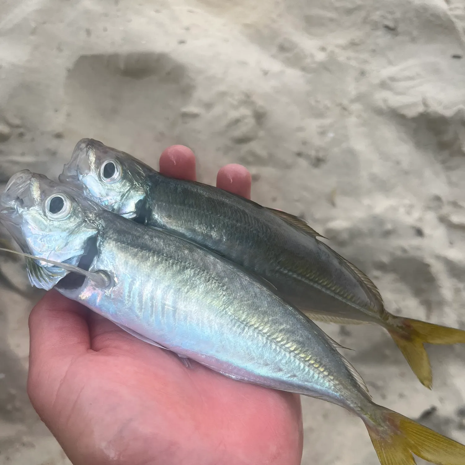 The most recent Yellowtail scad catches on Fishbrain