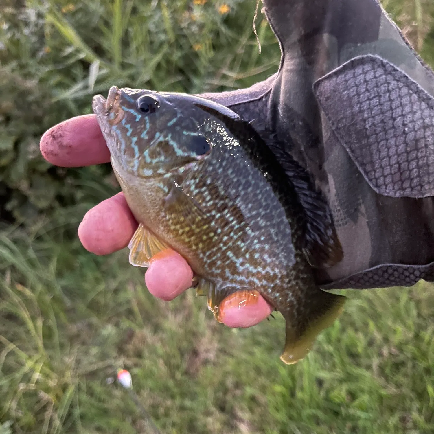 Greengill hybrid caught on Fishbrain