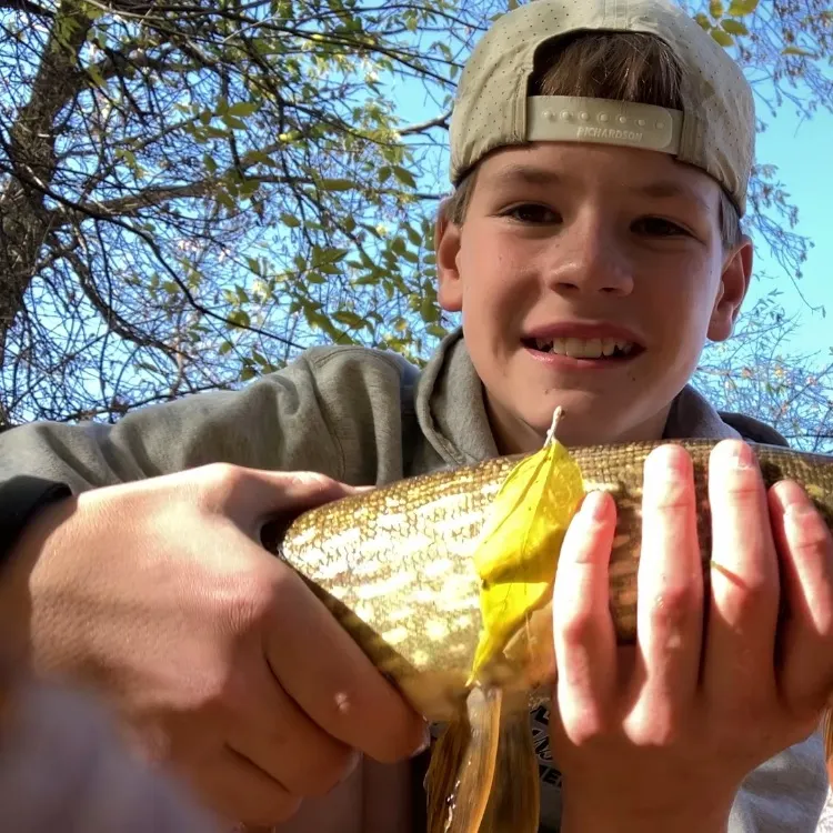 Northern pike caught on Fishbrain