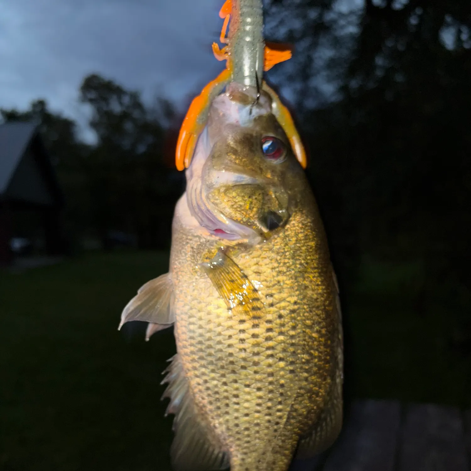 Rock bass caught on Fishbrain
