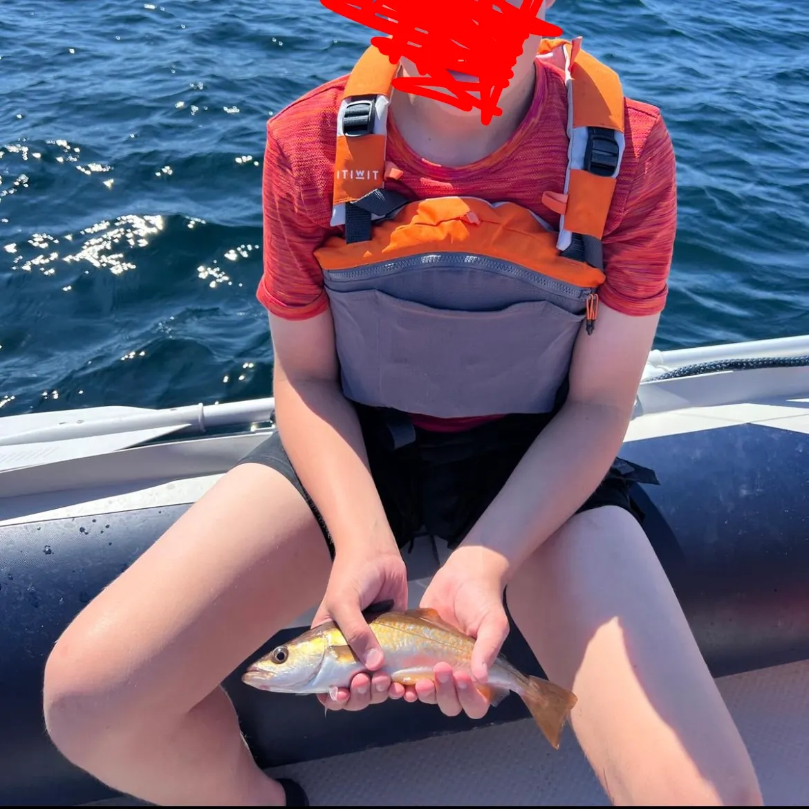 The most recent Red codling catches on Fishbrain