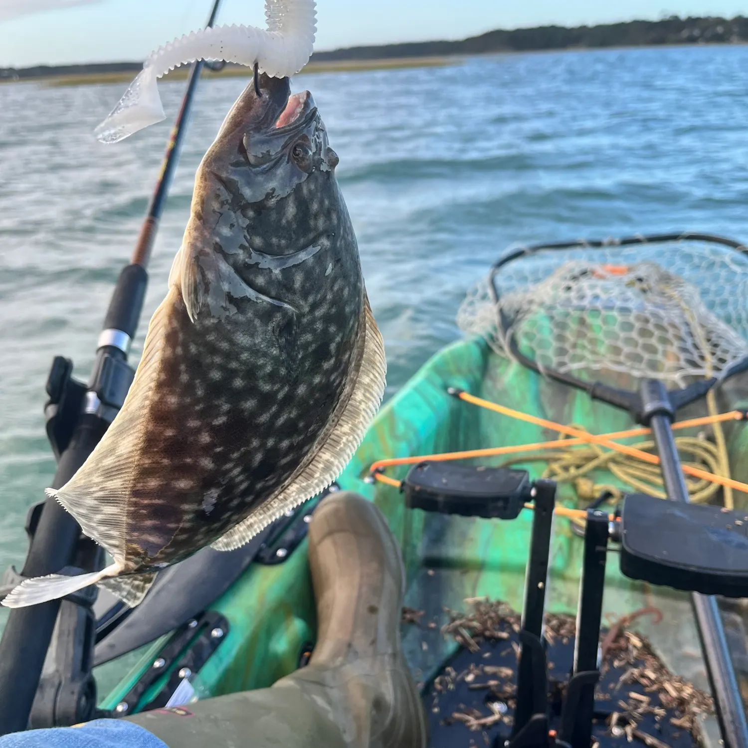 Summer flounder caught on Fishbrain