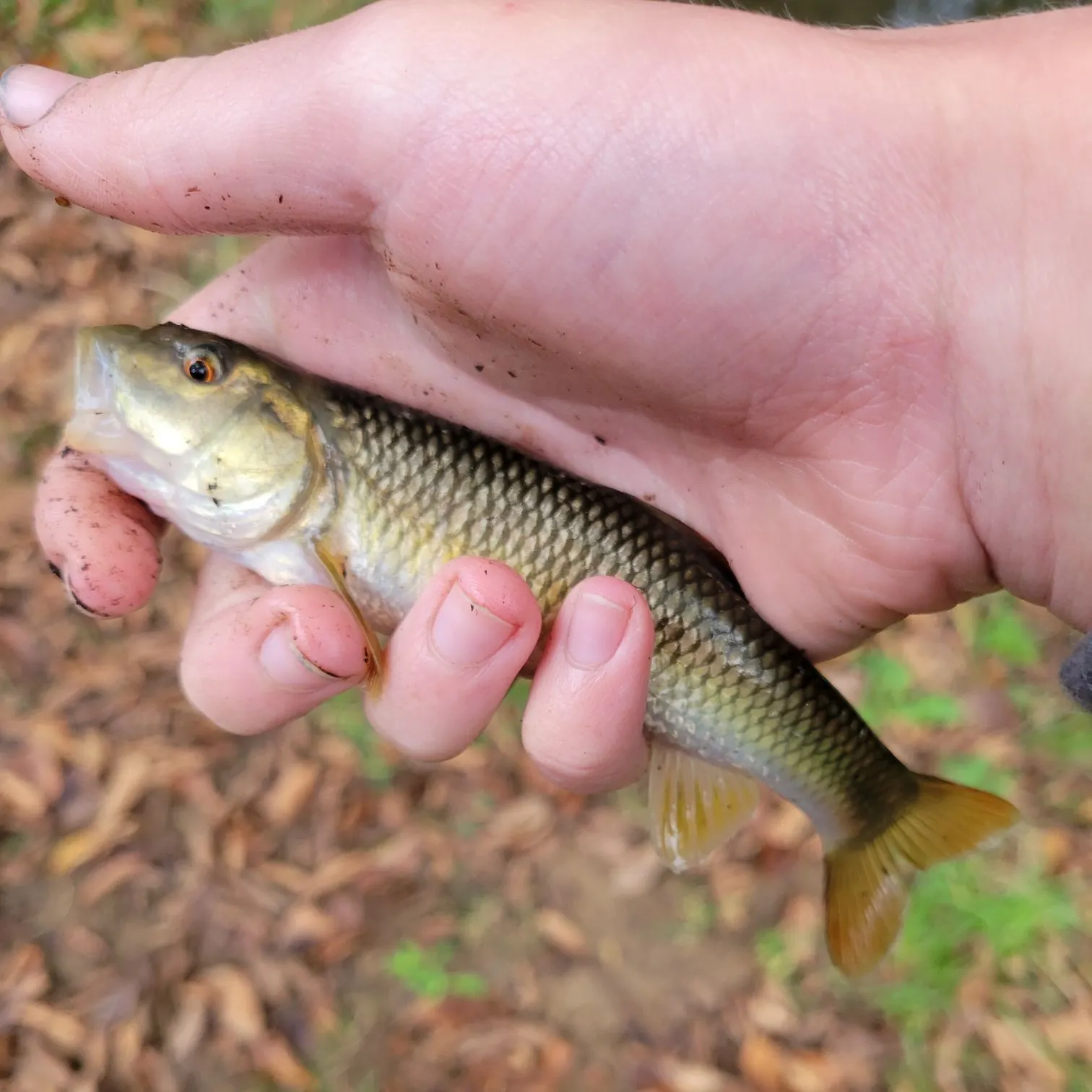 The most recent River chub catches on Fishbrain