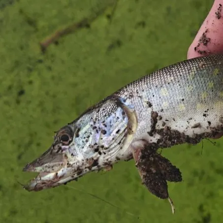 Northern pike caught on Fishbrain
