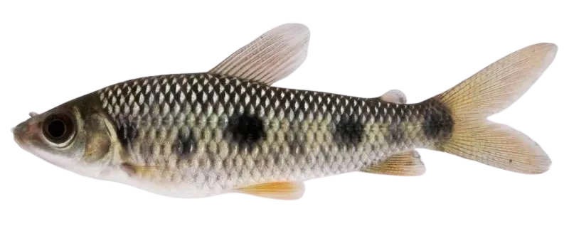 Threespot leporinus