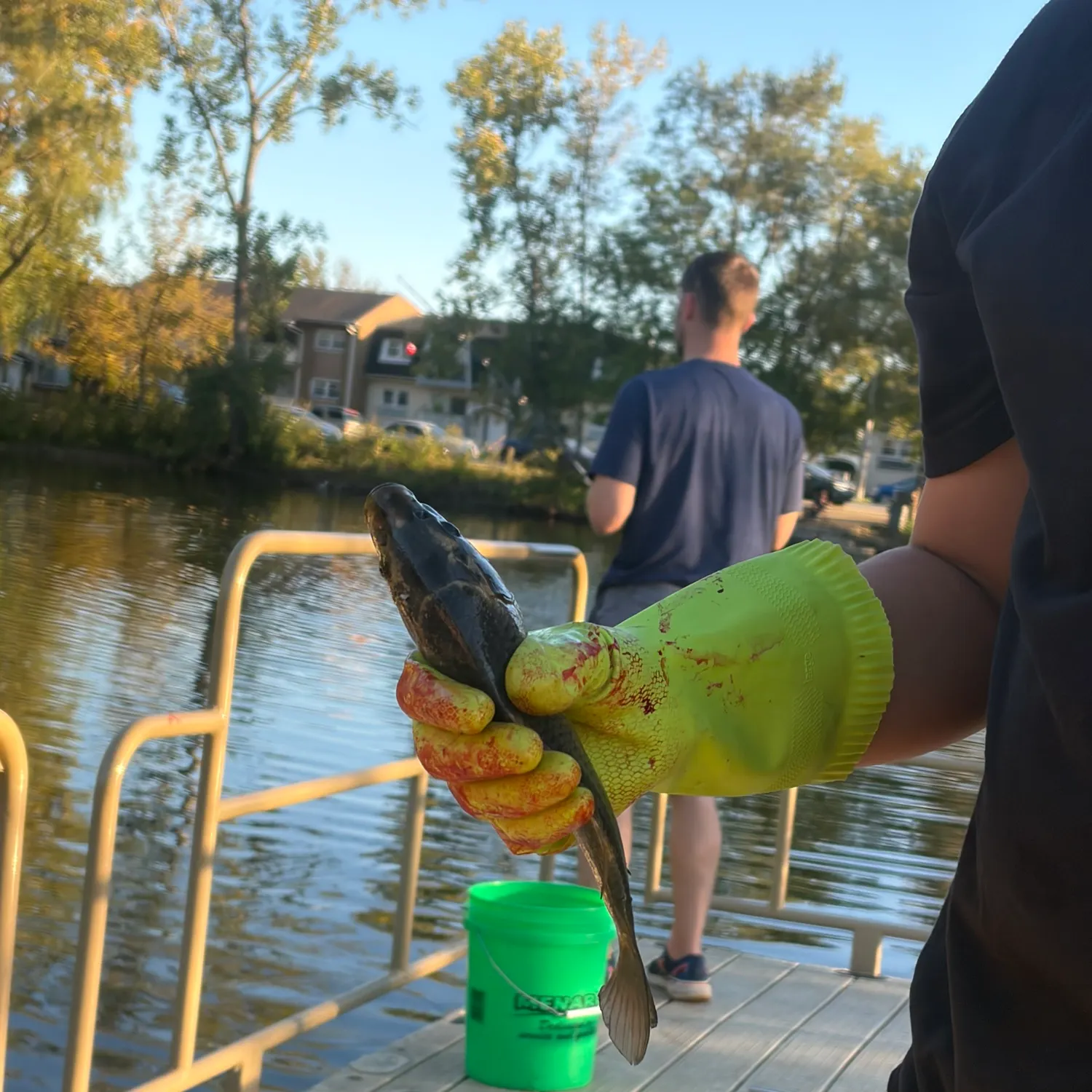 Common carp caught on Fishbrain