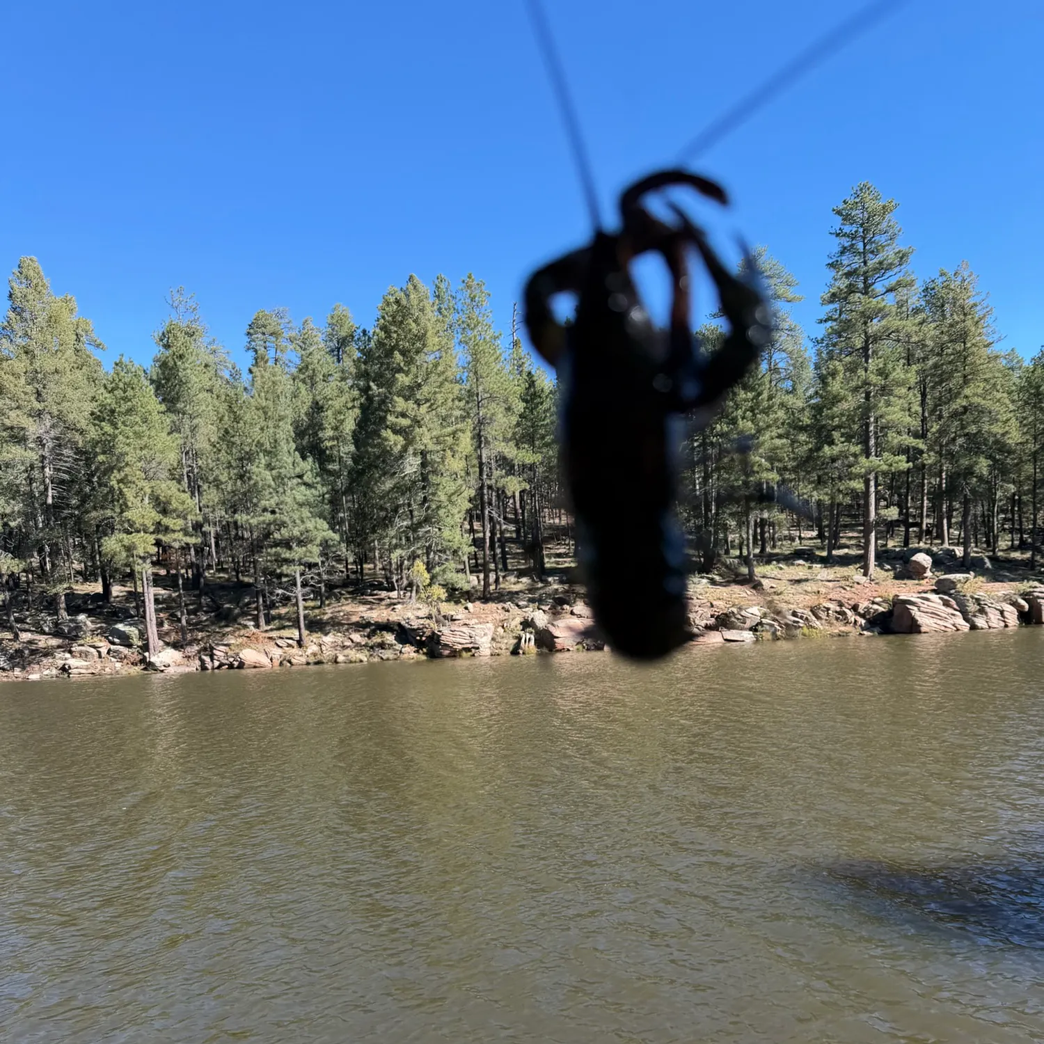 Signal crayfish caught on Fishbrain