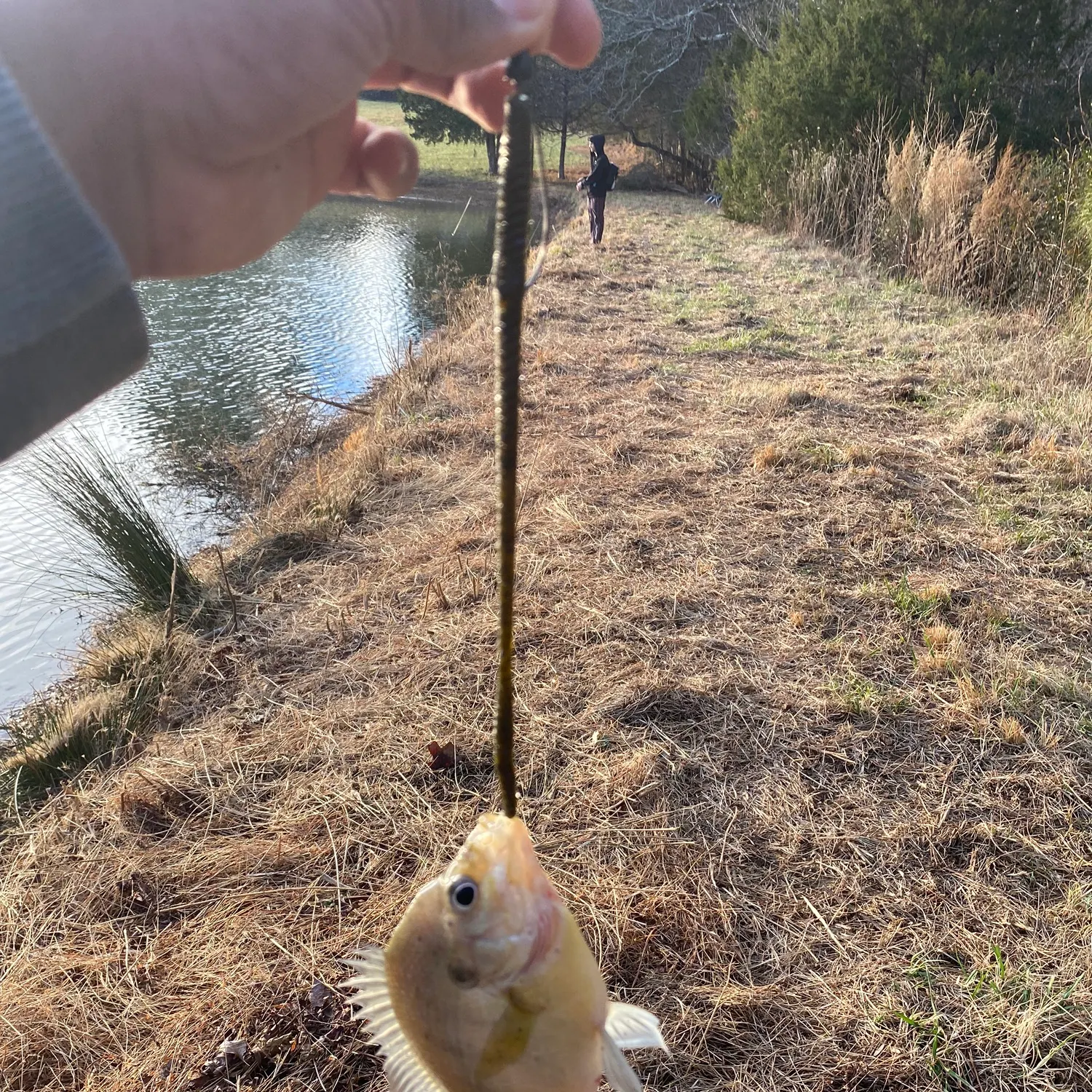 The most recent Spotted sunfish catches on Fishbrain