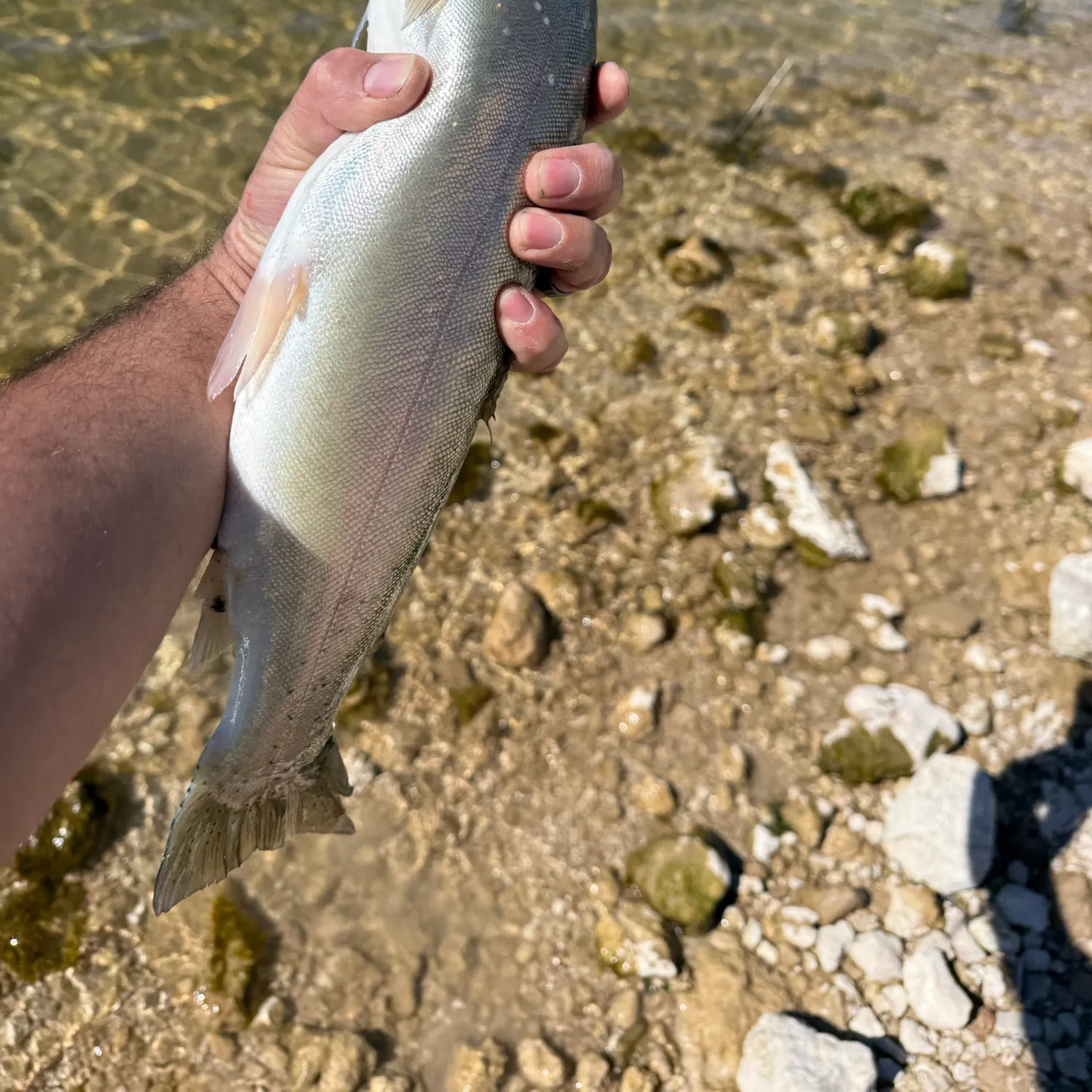 Fish caught on Fishbrain