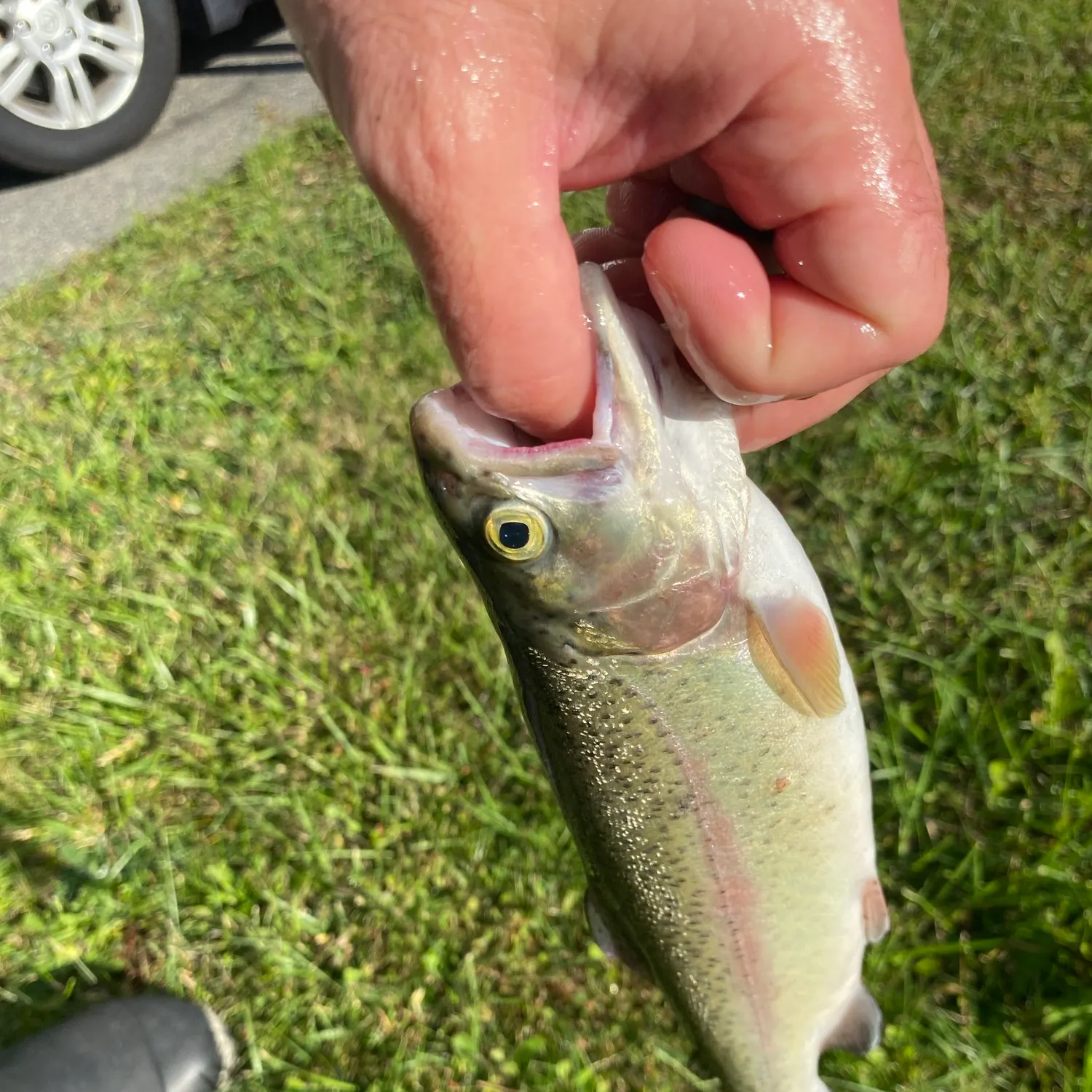 Rainbow trout caught on Fishbrain