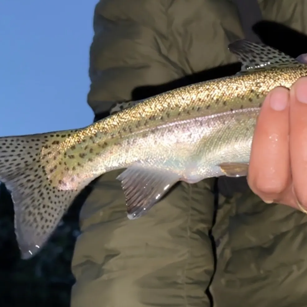 Rainbow trout caught on Fishbrain