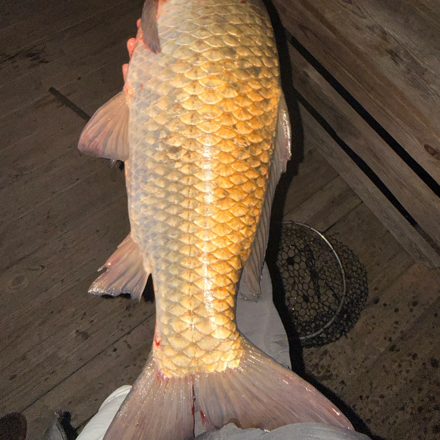 The most recent Grass carp catches on Fishbrain