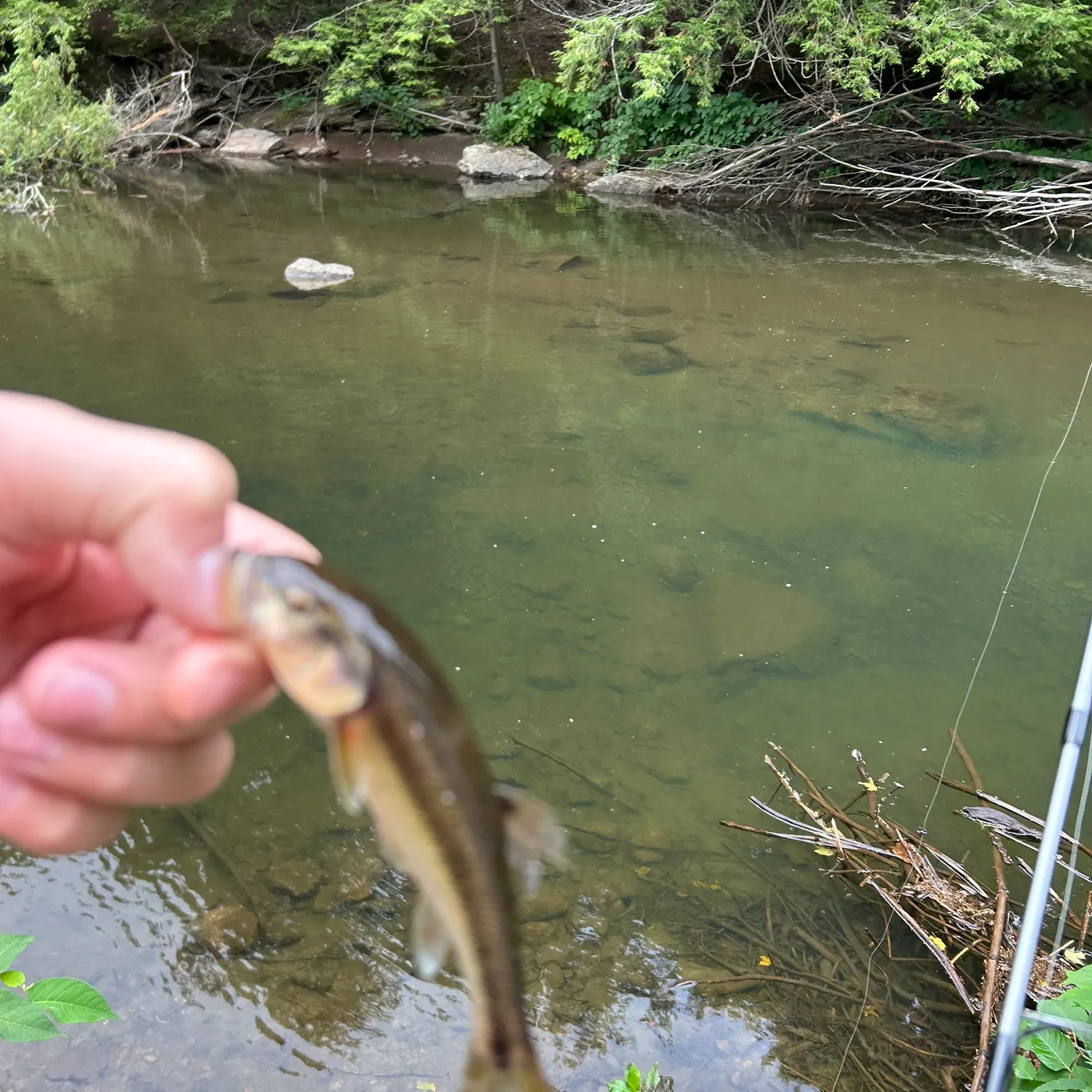 Creek chub caught on Fishbrain