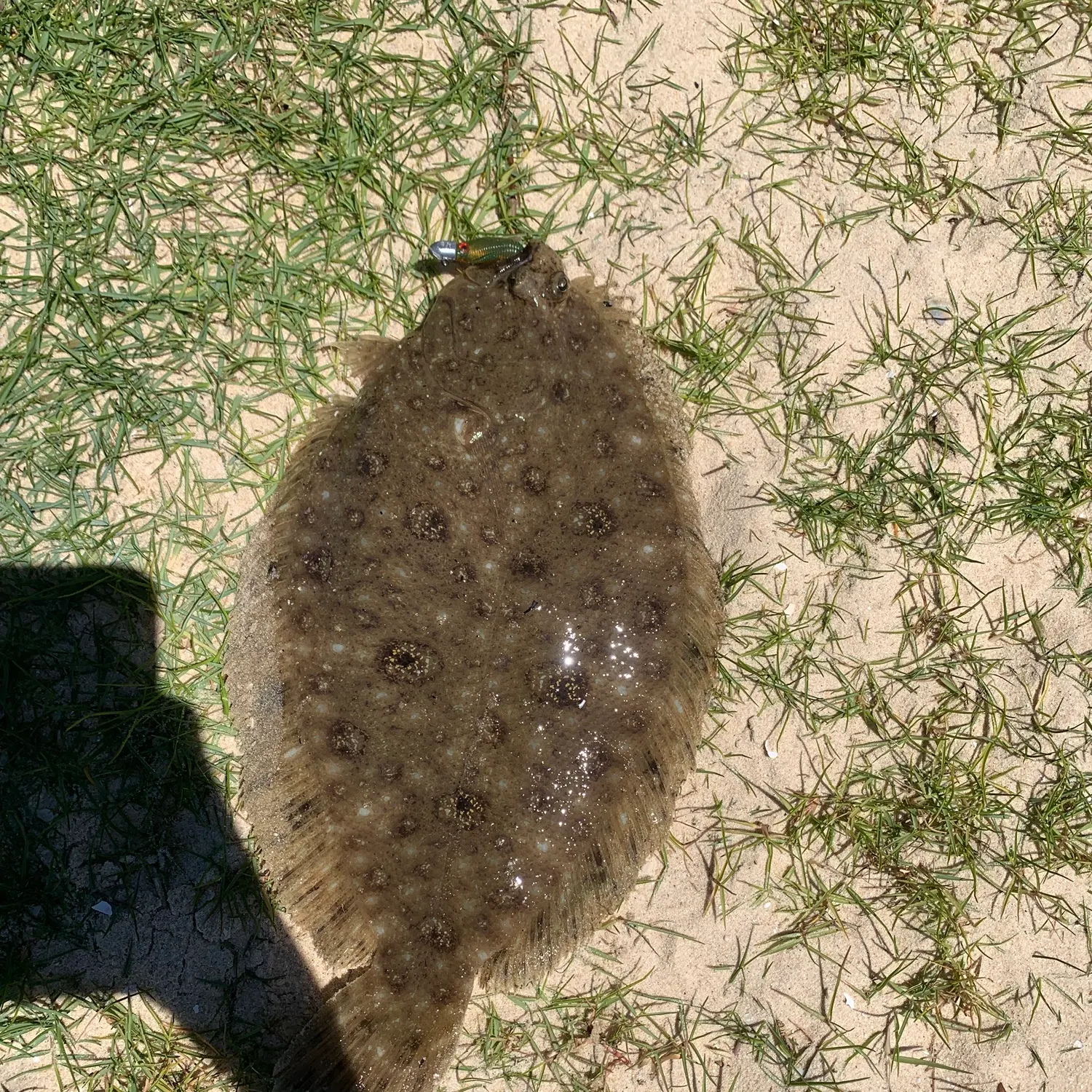 The most recent Smalltooth flounder catches on Fishbrain