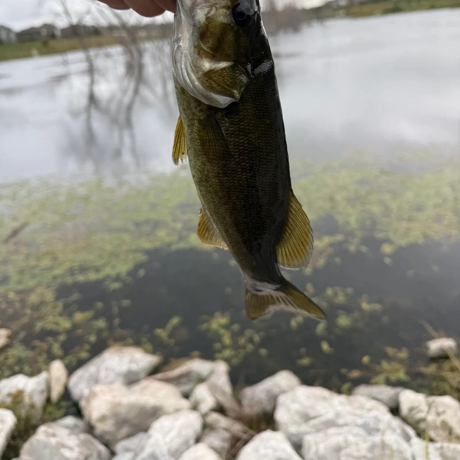 Smallmouth bass caught on Fishbrain
